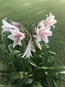 1527553005-name-that-plant-1 | Walter Reeves: The Georgia Gardener