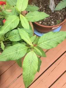 1527793436-name-that-plant-1 | Walter Reeves: The Georgia Gardener