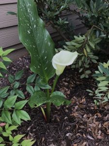 1527809501-name-that-plant-1 | Walter Reeves: The Georgia Gardener