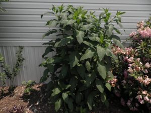 OLYMPUS DIGITAL CAMERA | Walter Reeves: The Georgia Gardener