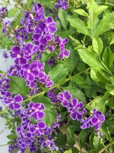 1528149962-name-that-plant-1 | Walter Reeves: The Georgia Gardener