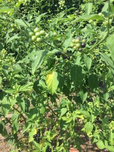 1528201887-name-that-plant-1 | Walter Reeves: The Georgia Gardener