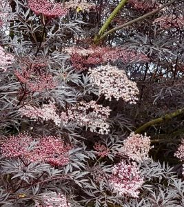 1528201952-name-that-plant-1 | Walter Reeves: The Georgia Gardener