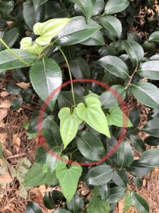 1528221850-name-that-plant-1 | Walter Reeves: The Georgia Gardener