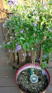 1528441546-name-that-plant-1 | Walter Reeves: The Georgia Gardener