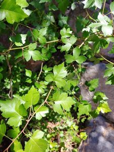 1528490183-name-that-plant-1 | Walter Reeves: The Georgia Gardener