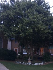 1528678269-name-that-plant-1 | Walter Reeves: The Georgia Gardener