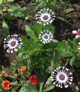 1528686948-name-that-plant-1 | Walter Reeves: The Georgia Gardener