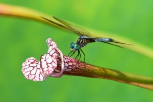 1528809660-name-that-plant-1 | Walter Reeves: The Georgia Gardener