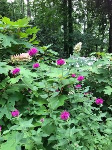 1528923438-name-that-plant-1 | Walter Reeves: The Georgia Gardener