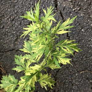 1529017140-name-that-plant-1 | Walter Reeves: The Georgia Gardener