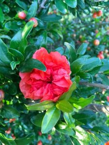 1529325702-name-that-plant-1 | Walter Reeves: The Georgia Gardener