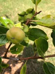 1529374477-name-that-plant-1 | Walter Reeves: The Georgia Gardener