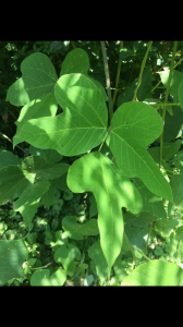 1529407902-name-that-plant-1 | Walter Reeves: The Georgia Gardener