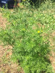 1529522143-name-that-plant-1 | Walter Reeves: The Georgia Gardener