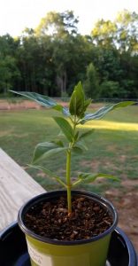 1529848598-name-that-plant-1 | Walter Reeves: The Georgia Gardener