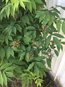 1529855748-name-that-plant-1 | Walter Reeves: The Georgia Gardener