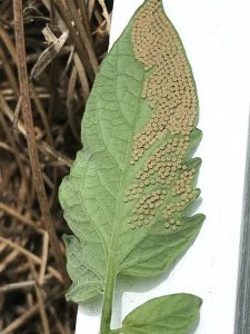 1530019418-name-that-plant-1 | Walter Reeves: The Georgia Gardener