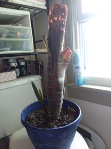 1530266412-name-that-plant-1 | Walter Reeves: The Georgia Gardener