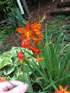 1530280507-name-that-plant-1 | Walter Reeves: The Georgia Gardener