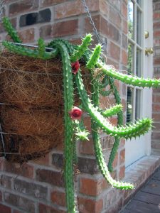 1530561147-name-that-plant-1 | Walter Reeves: The Georgia Gardener