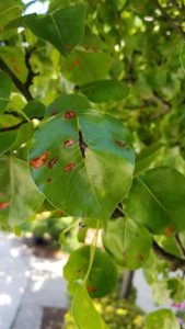 1530569140-name-that-plant-1 | Walter Reeves: The Georgia Gardener