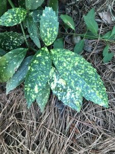 1530720211-name-that-plant-1 | Walter Reeves: The Georgia Gardener