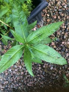 1530729603-name-that-plant-1 | Walter Reeves: The Georgia Gardener