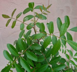 1530858990-name-that-plant-1 | Walter Reeves: The Georgia Gardener