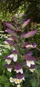 1530914611-name-that-plant-1 | Walter Reeves: The Georgia Gardener