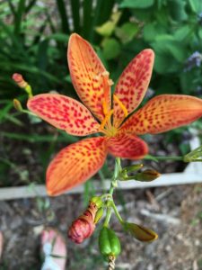 1531012822-name-that-plant-1 | Walter Reeves: The Georgia Gardener