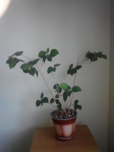 1531158859-name-that-plant-1 | Walter Reeves: The Georgia Gardener