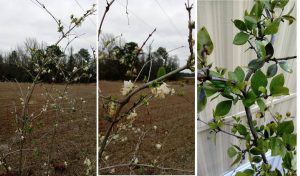 1531325169-name-that-plant-1 | Walter Reeves: The Georgia Gardener