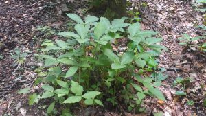 1531602785-name-that-plant-1 | Walter Reeves: The Georgia Gardener