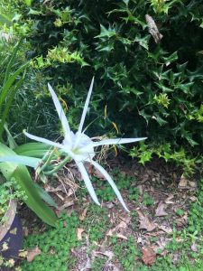 1531607220-name-that-plant-1 | Walter Reeves: The Georgia Gardener