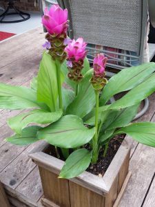 1531749458-name-that-plant-1 | Walter Reeves: The Georgia Gardener