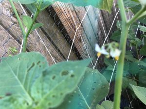 1532187363-name-that-plant-1 | Walter Reeves: The Georgia Gardener