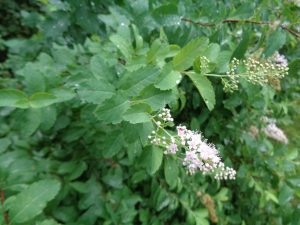 1532277201-name-that-plant-1 | Walter Reeves: The Georgia Gardener