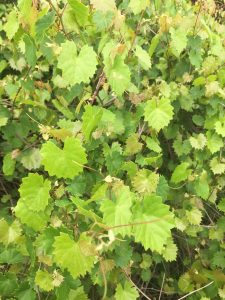 1532656982-name-that-plant-1 | Walter Reeves: The Georgia Gardener