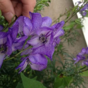 1532738509-name-that-plant-1 | Walter Reeves: The Georgia Gardener