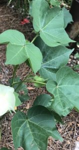 1532787512-name-that-plant-1 | Walter Reeves: The Georgia Gardener