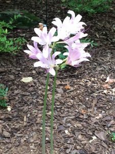 1532895209-name-that-plant-1 | Walter Reeves: The Georgia Gardener