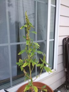 1532971546-name-that-plant-1 | Walter Reeves: The Georgia Gardener