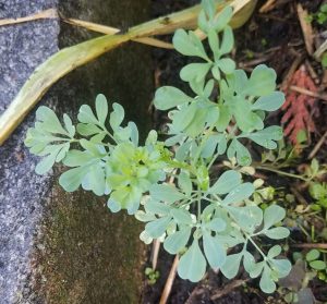 1532976114-name-that-plant-1 | Walter Reeves: The Georgia Gardener