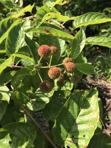 1533426729-name-that-plant-1 | Walter Reeves: The Georgia Gardener