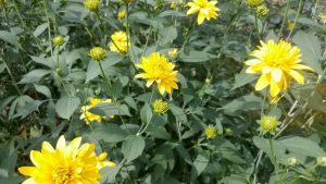 1533591659-name-that-plant-1 | Walter Reeves: The Georgia Gardener