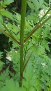 1533693426-name-that-plant-1 | Walter Reeves: The Georgia Gardener