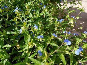 1533826692-name-that-plant-1 | Walter Reeves: The Georgia Gardener