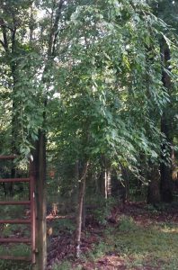 1534172904-name-that-plant-1 | Walter Reeves: The Georgia Gardener