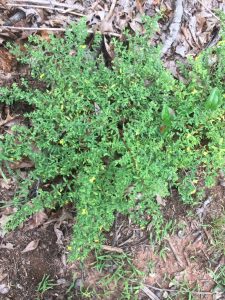 1534175375-name-that-plant-1 | Walter Reeves: The Georgia Gardener